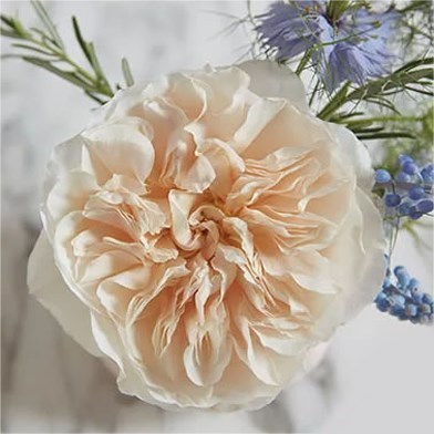 Rose Eugenie - David Austin 