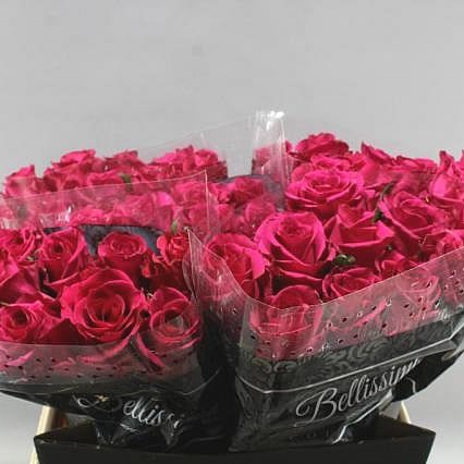 Rose Ever Pink