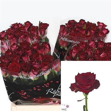 Rose f ruby red