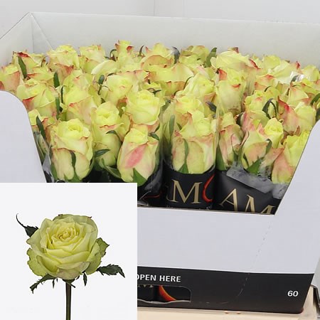 Rose Fairway