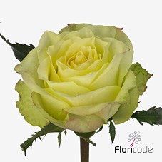 ROSE FAIRWAY