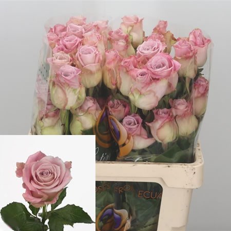 Rose Faith (Ecuador)