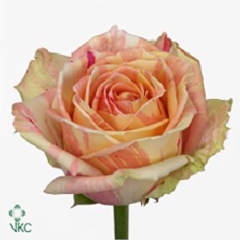 Rose Fiesta