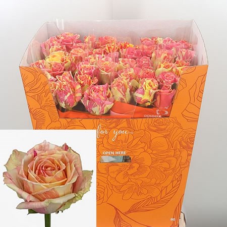 Rose Fiesta 80cm | Wholesale Dutch Flowers & Florist Supplies UK
