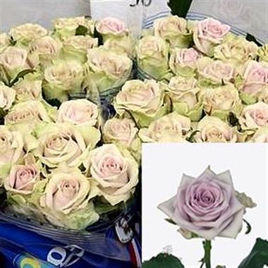 Rose fifth avenue