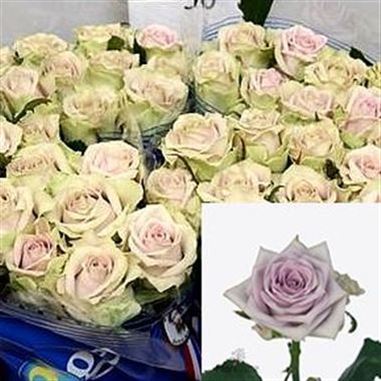 Rose Fifth Avenue