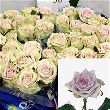 Rose Fifth Avenue 40cm (small headed)