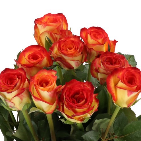 Rose Firefox