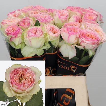 Pink Flashback Roses Rose Flashback Summerhouse 60cm | Wholesale Dutch Flowers & Florist ...