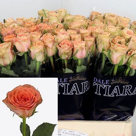 Rose Florentine