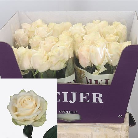 Rose Four Seasons 70cm | Wholesale Dutch Flowers & Florist Supplies UK