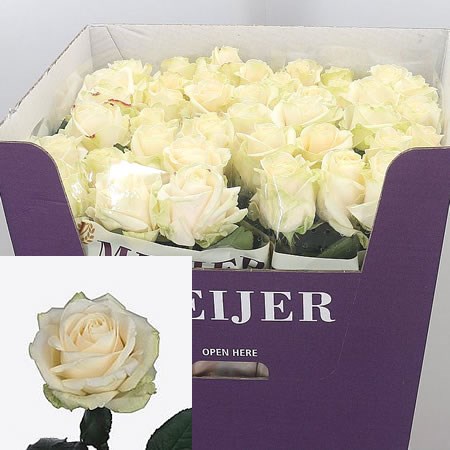 Rose Four Seasons 80cm | Wholesale Dutch Flowers & Florist Supplies UK