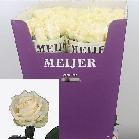 Rose Four Seasons 90cm | Wholesale Dutch Flowers & Florist Supplies UK