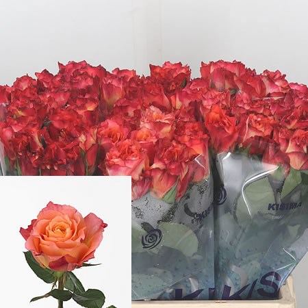 Rose Free Spirit 60cm Wholesale Dutch Flowers Florist Supplies Uk