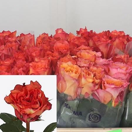 Rose Free Spirit Intenz