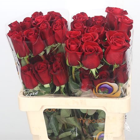 Freedom roses discount