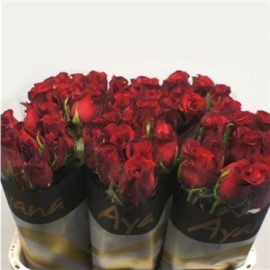 Freedom roses sales
