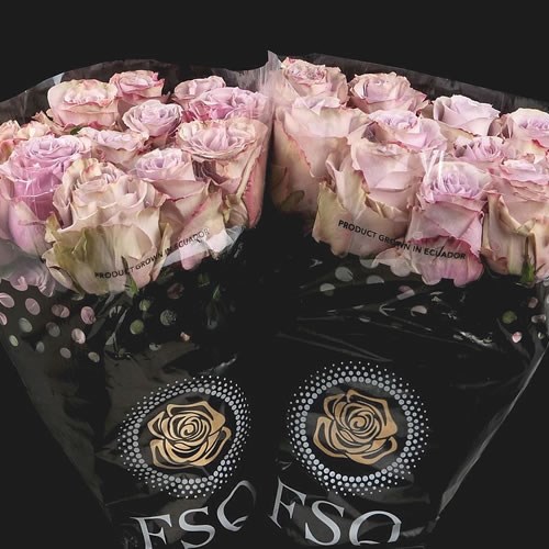 Rose Friends (Ecuador Large Heads)