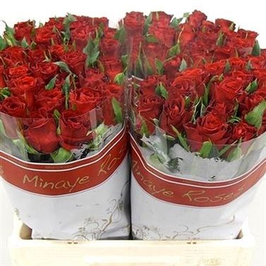 Rose furiosa