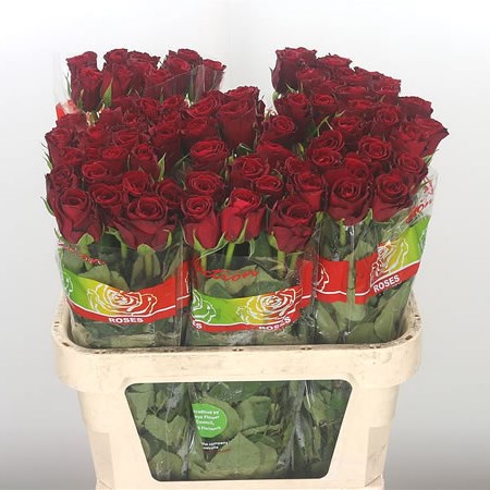 Rose Furiosa