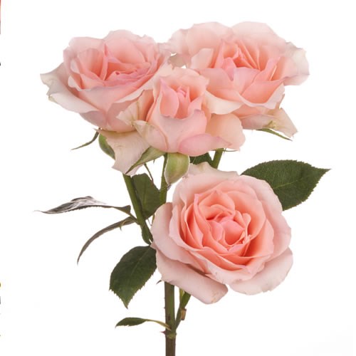 Rose Garden Alina Perfumella (Spray)