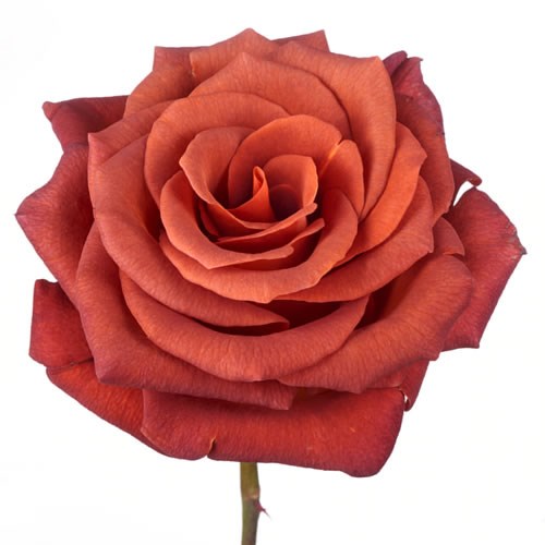 Rose Garden Amaretto
