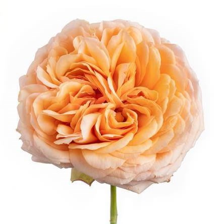 Rose Garden Apricot Antike