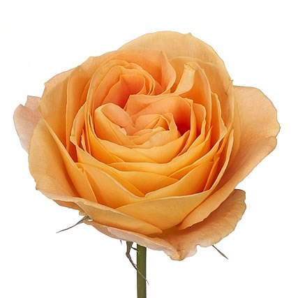 Rose Garden Apricot Swirl