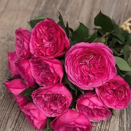 Rose Garden Baronesse