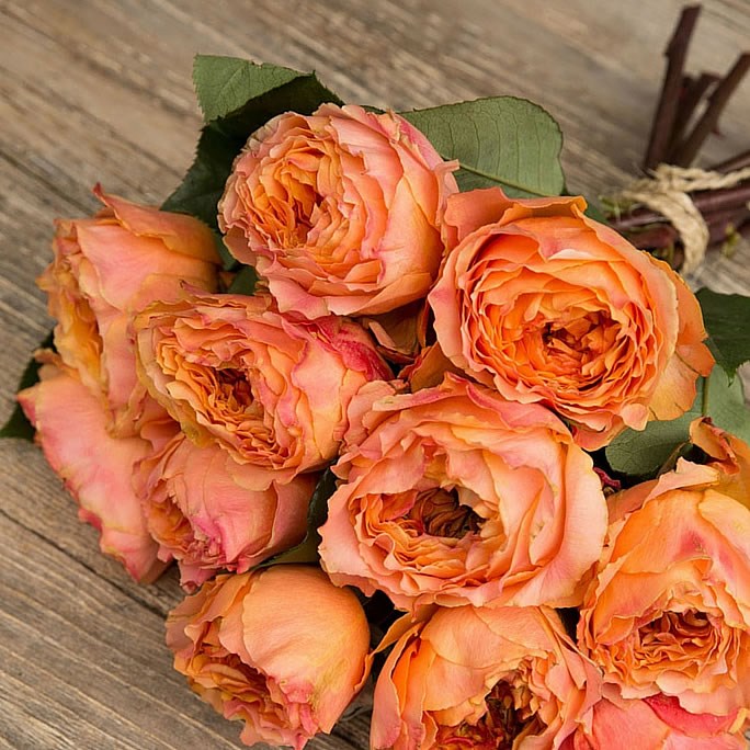 Rose Garden Caraluna (scented)