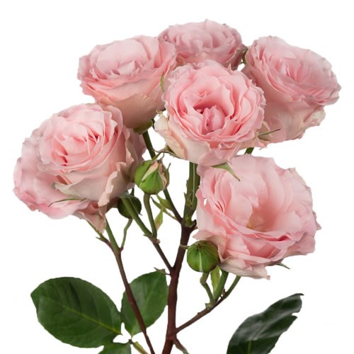 Rose Garden Constellation (Spray)