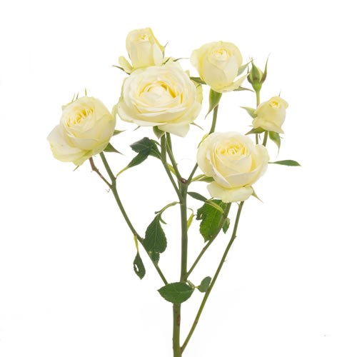 Rose Garden Creamy Eden (Spray)