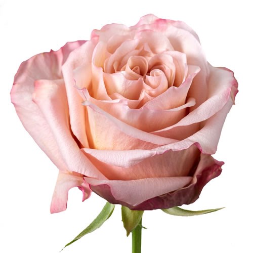 Rose Garden Fascination