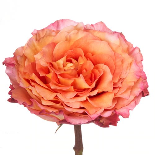 Rose Garden Free Spirit