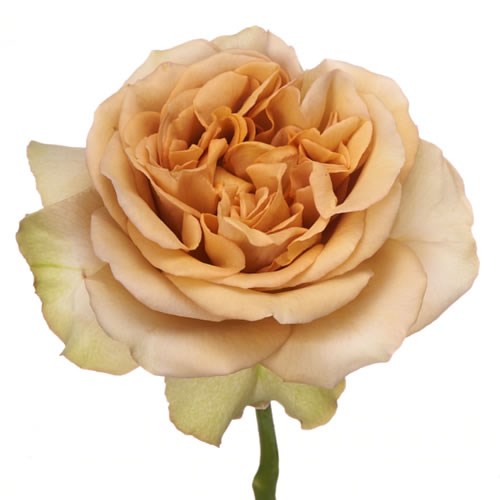 Rose Garden James Brown