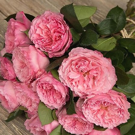 Rose Garden Mayra's Pink (scented)