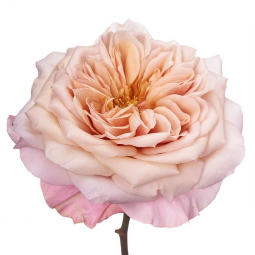Rose Garden Miyabi Cha