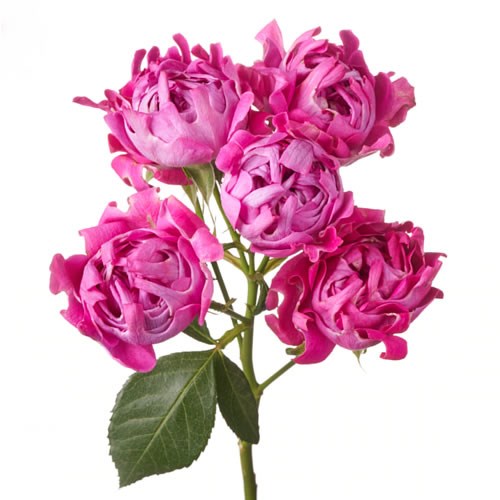 Rose Garden New Look (Spray)