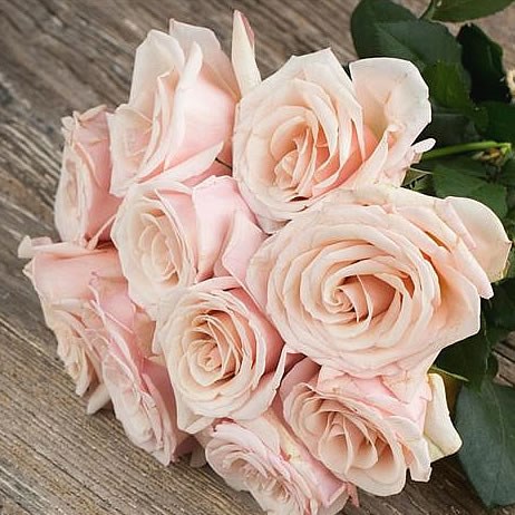 Rose Garden Paul Ricard (scented)