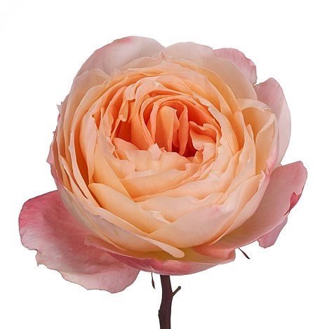 Rose Garden Princess Aiko