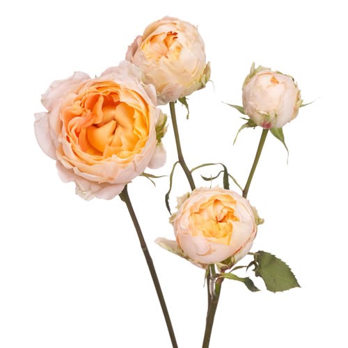 Rose Garden Princess Aiko (Spray)
