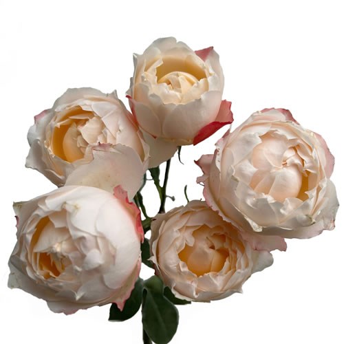 Rose Garden Princess Suki (Spray) 50cm | Wholesale Dutch Flowers ...