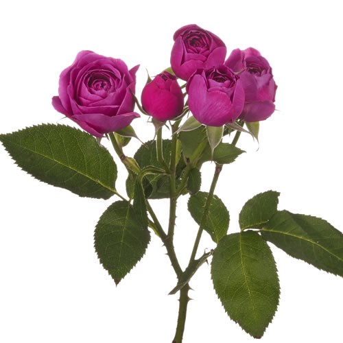 Rose Garden Purple Tambourine (Spray)