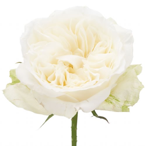 Rose Garden Romantica
