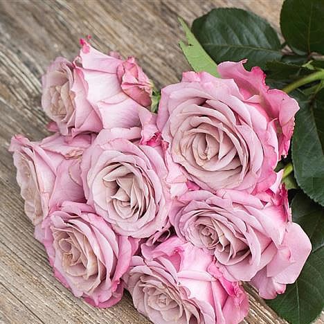 Rose Garden Scenta