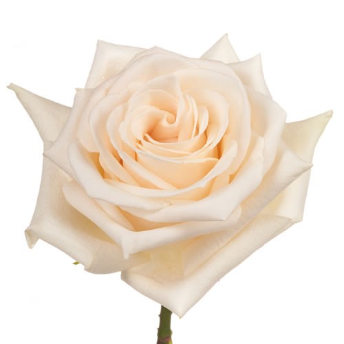 Rose Garden Soul