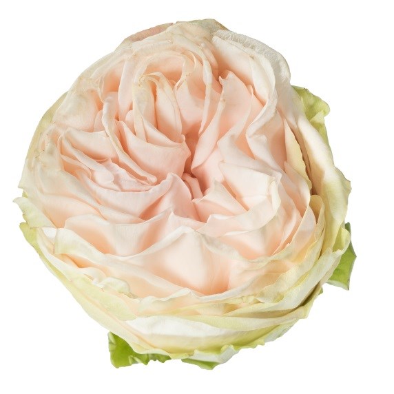 Rose Garden Spirit