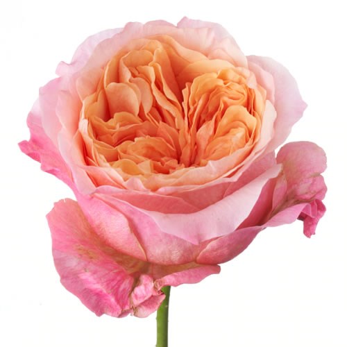 Rose Garden Victorian Secret
