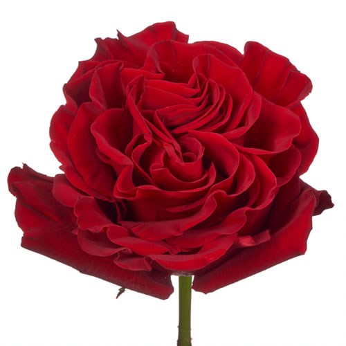 Rose Garden Wanted
