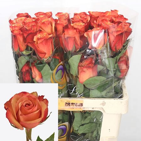 Rose Giotto (Ecuador)